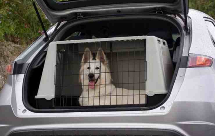 Kennel per cani in auto