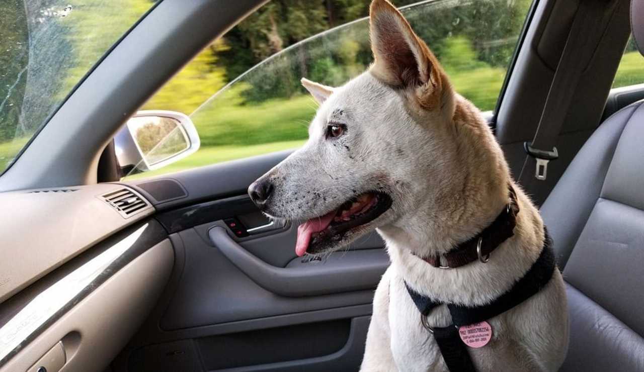 Cane a bordo: come viaggiare in auto in sicurezza e cosa dice il CdS