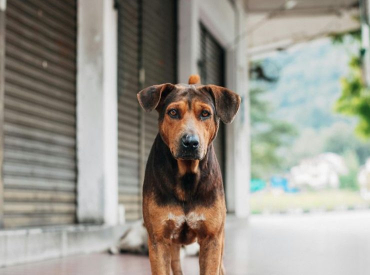 Abbandono animali per strada 