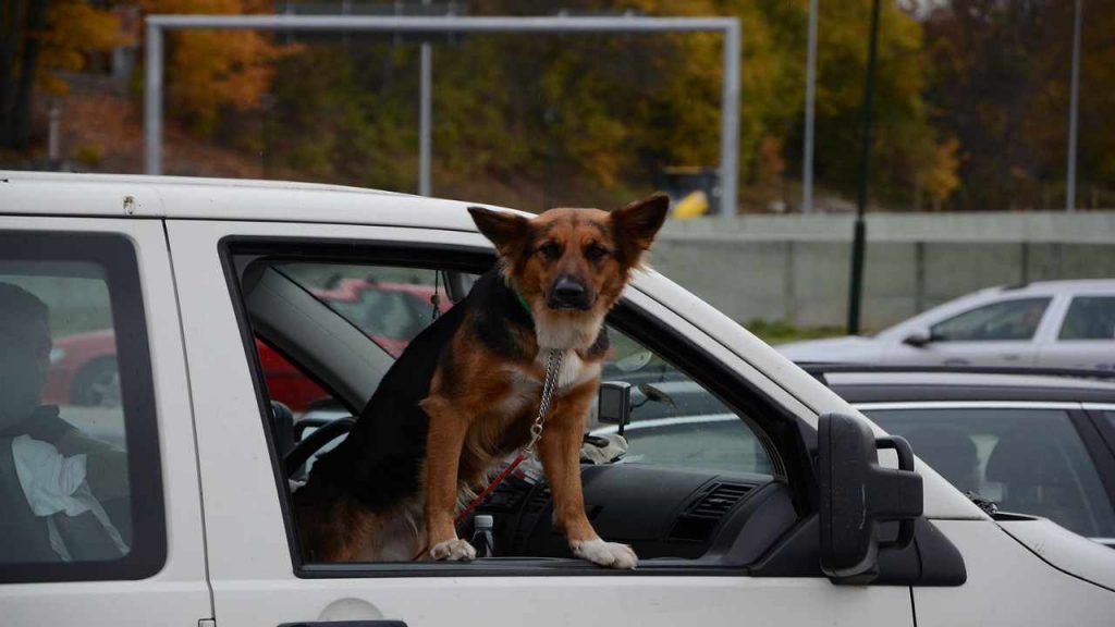 Cani chiusi in auto in piena estate: orrore, ecco cosa fare e chi avvisare subito