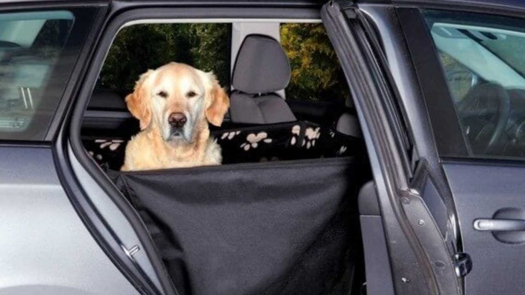 Telo cane per auto: cosa devi sapere, quali regole vanno rispettate sempre