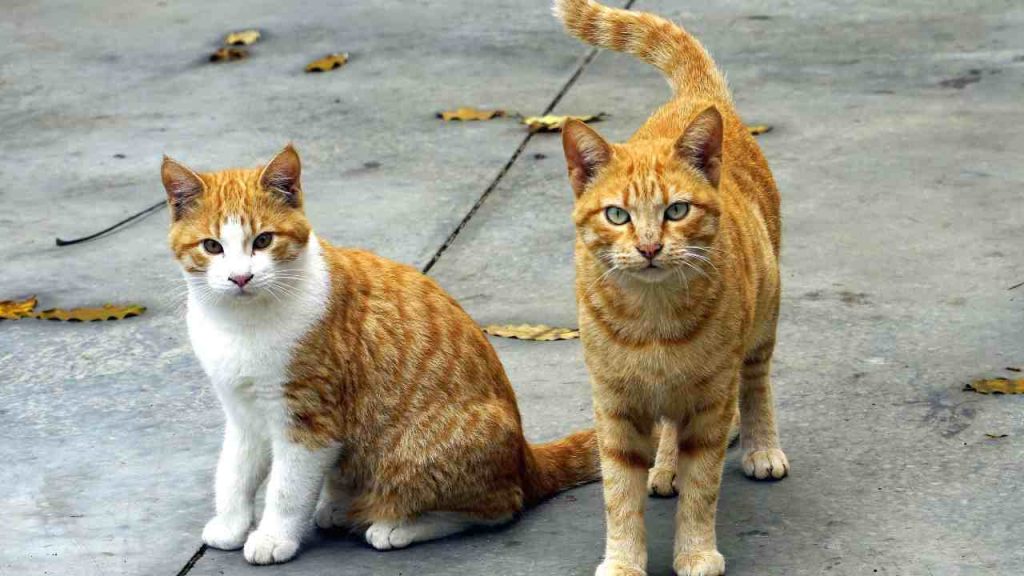 Ritrovato un gattino nel vano motore di un’auto: il proprietario del veicolo decide di portarselo a casa